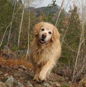 Meet your Posher, Jo-anne